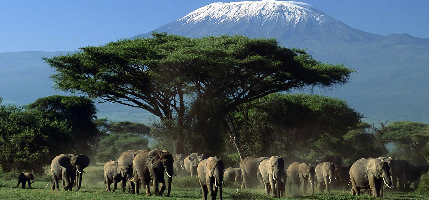 Amboseli Safari