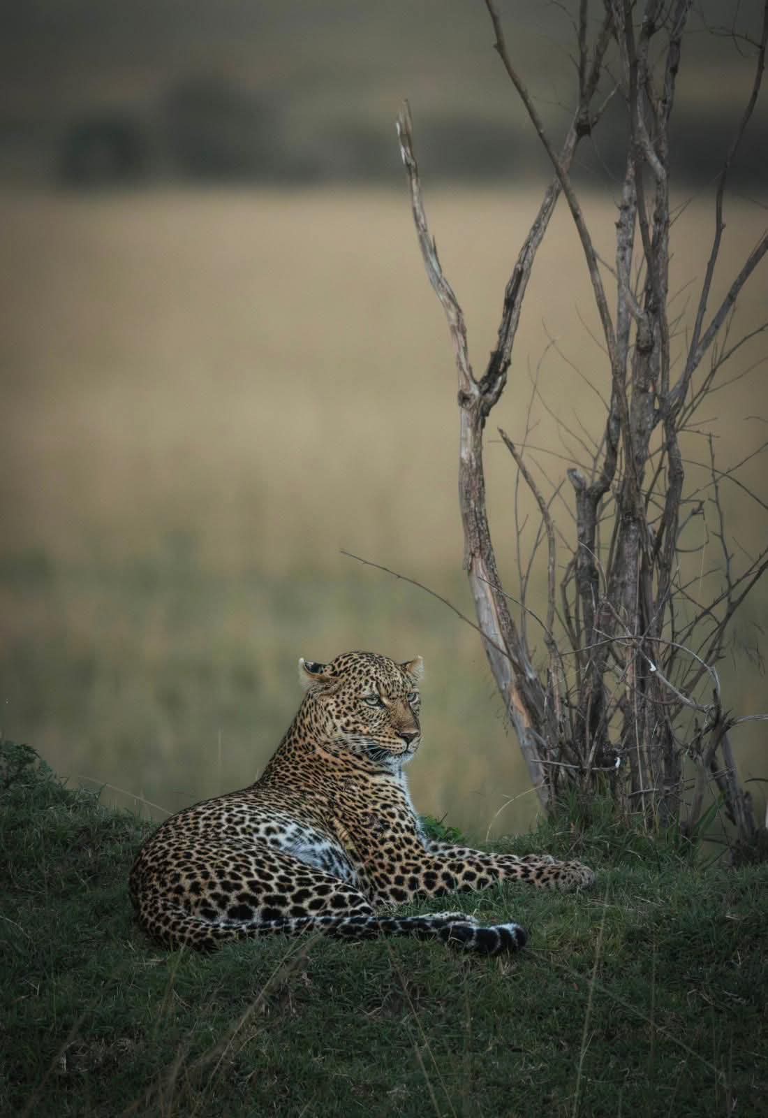 maasai mara photography